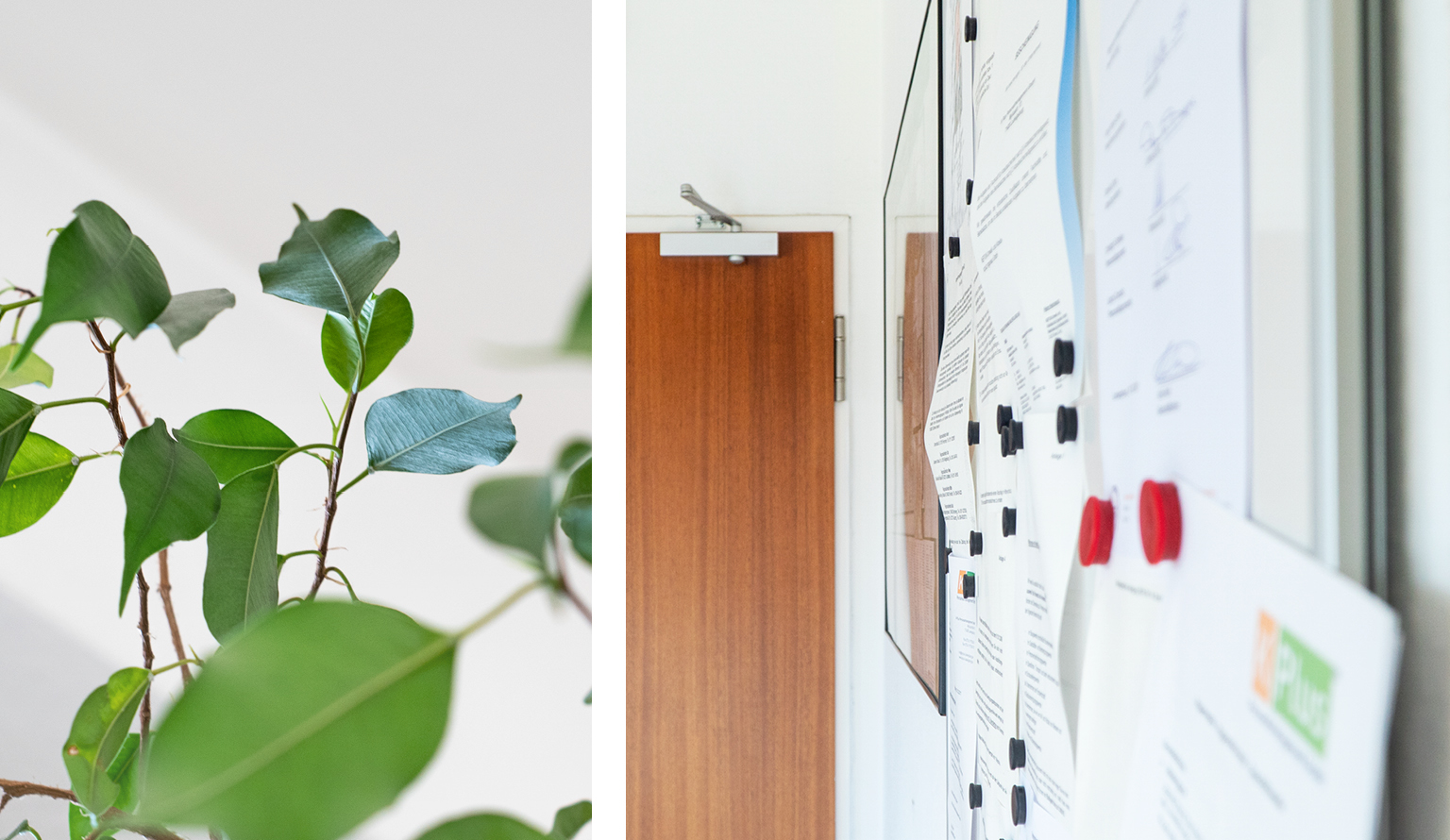 Detailaufnahme Blätter der Zimmerpflanze, Magnetwand mit aufgehängten Hinweisen